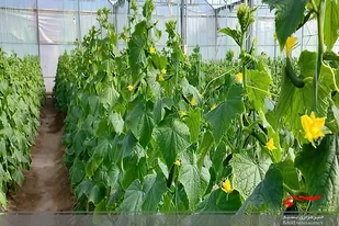 ۴۷۰۰ تن محصولات گلخانه&zwnj;ای در سراوان تولید می&zwnj;شود