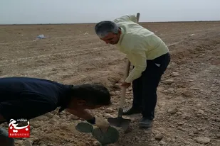 کشت گیاهان کم&zwnj;آب&zwnj;بر در شهرستان سرخه انجام شد