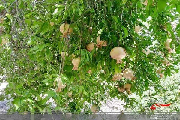 انار باغات فنوج زودتر از همه جای سیستان و بلوچستان آماده برداشت شد