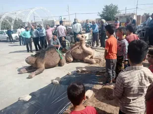 قربانی ۵ نفر شتر و ۱۰۰ راس گوسفند در بخش بیارجمند شاهرود