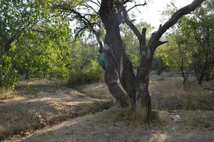 خشکیدن 12هزار درخت گردو در روستای بابارود