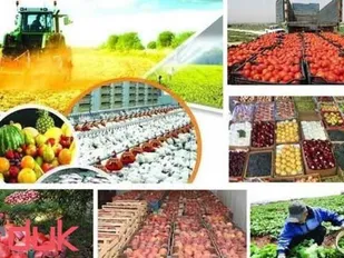 نبود صنایع تبدیلی مهم&zwnj;ترین دغدغه کشاورزان ایلامی