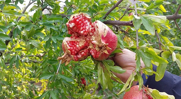 برداشت سالانه هفت هزار و 500 تن انار از باغات آذربایجان شرقی
