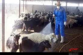 سمپاشی جایگاه‌نگهداری دام عشایر توسط گرو‌ه جهادی