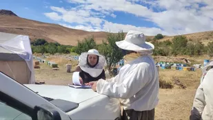 آغاز سرشماری سراسری زنبورستان&zwnj;ها از ۵ مهرماه