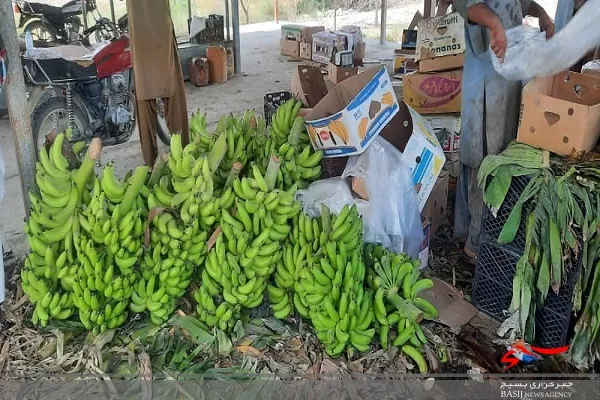 برداشت موز در ۷۰۰ هکتار از باغات شهرستان دشتیاری