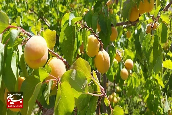 آغاز برداشت زردآلو در سیستان وبلوچستان