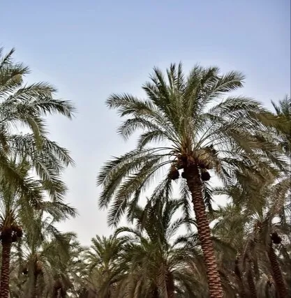 تداوم کاشت نخل مثمر و گونه‌های بومی در اهواز/ لزوم تکمیل کمربند سبز برای کاهش جزیره گرمایی شهر