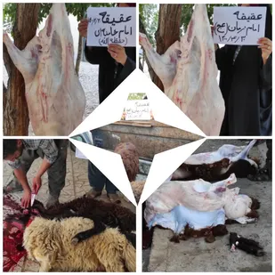 خواهران طلبه بسیجی شاهرود ۱۶ رأس گوسفند قربانی کردند