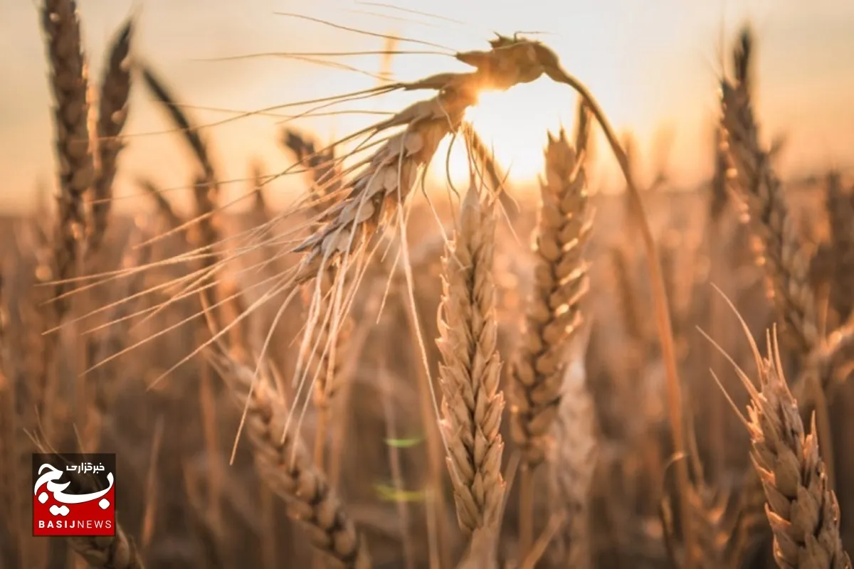 پیش بینی برداشت ۴۰ هزار تن گندم در گتوند