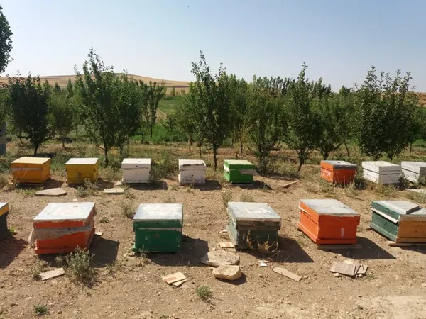 برگزاری کارگاه آموزش پرورش زنبور عسل در پایگاه شهید برزگر همدان