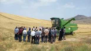 برگزاری روز مزرعه کاهش ضایعات برداشت در شهرستان ورزقان