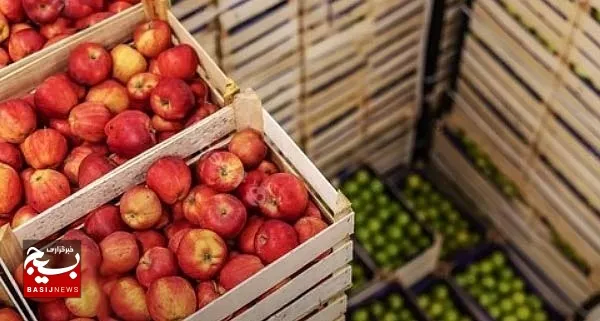 خریداری و ذخیره ۴۰۰ تن میوه شب عید خوزستان