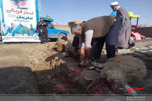پویش نذر و قربانی به نیت سلامتی حضرت حجت(عج) در میامی