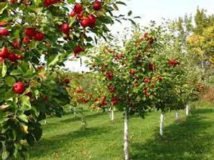 وقف باغ سیب به نام امام رضا (ع) در مراغه