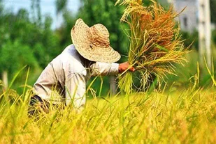 &zwj; آغاز برداشت برنج از شالیزارهای قزوین