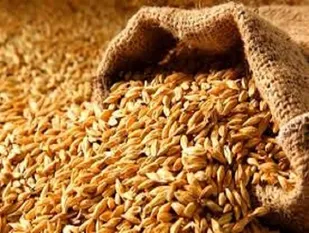 تیغ دولت زیر گلوی خودکفایی گندم/ رانت واردات با ارز &laquo;جهانگیری&raquo; این بار به &laquo;آقای خاص&raquo; رسید