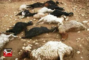 آذرخش در مشگین&zwnj;شهر موجب مصدومیت ۲ چوپان و تلف شدن ۱۲۰ راس دام شد