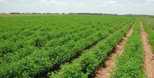 پیش&zwnj;بینی افزایش تولید محصولات کشاورزی در شاهرود
