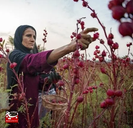 ۱۰۰ تن چای ترش از مزارع خوزستان برداشت می‌شود
