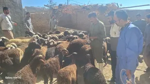 واکسیناسیون ۱۶۵۰ رأس دام و سم&zwnj;پاشی رایگان در روستای محروم &laquo;کوشکی علیا&raquo; بروجرد