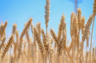 خرید تضمینی بیش از ۵۳۵ هزار تن گندم در آذربایجان شرقی