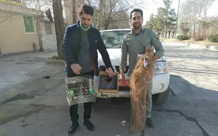 کشف و ضبط وسایل زنده&zwnj;گیری سهره&zwnj;های طلایی در نهاوند