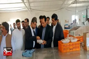 اولین خط کشتاربلدرچین سیستان وبلوچستان در خاش به بهره&zwnj;برداری رسید