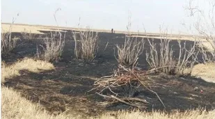 بسیجیان در مهار حریق تالاب قره قشلاق دلسوزانه کنار محیطبانان تلاش کردند