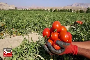 اختصاص ۴۳۵۰ هکتار از اراضی کشاورزی سیستان وبلوچستان به محصولات سبزی و صیفی خارج از فصل