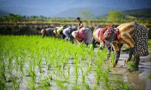 کشت ارقام جدید برنج در گیلان از سال آینده
