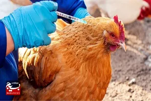 ایمن سازی طیور بومی علیه بیماری نیوکاسل در بهبهان