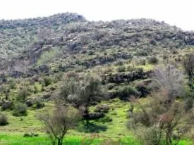 ارزن پاشی در ارتفاعات نارو کنگان