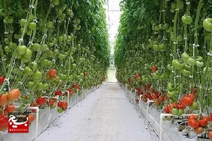۵۰ هزار تن محصولات باغی و گلخانه&zwnj;ای در سیستان و بلوچستان برداشت شد
