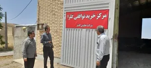 خرید 740 تن کلزا در تعاون روستایی آذربایجان شرقی؛ پرداخت مطالبات به زودی