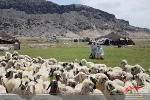 واردات ۵٠ هزار رأس دام سبک برای عید قربان به سیستان وبلوچستان