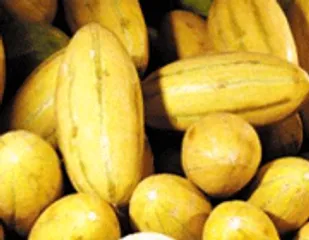 آغاز برداشت خربزه در شهرستان شاهرود