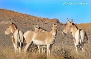 رهاسازی ۱۰ راس گورخر انتقال یافته به پارک ملی کویر گرمسار