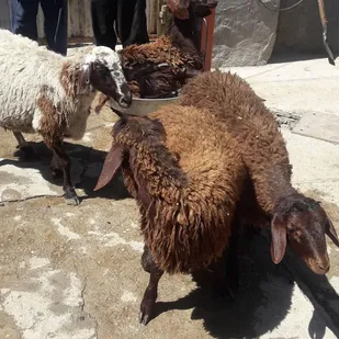قربانی ۷ راس گوسفند در روستا&zwnj;های بسطام و توزیع گوشت آن بین نیازمندان