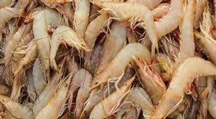 یک میلیارد قطعه بچه میگو در ۲۷۰۰ استخر پرورشی استان بوشهر ذخیره&zwnj;سازی شد