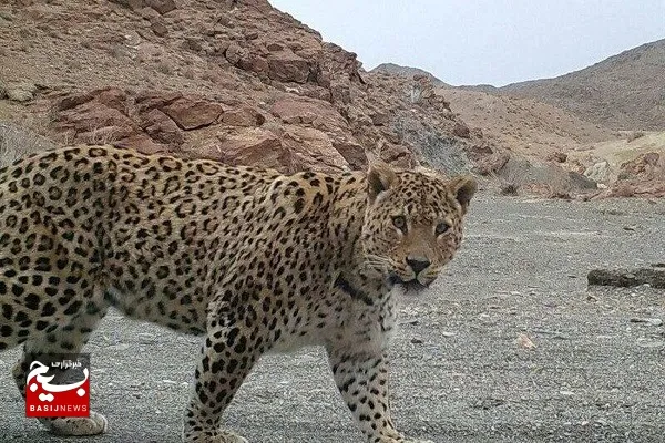 تنوع زیستی و حیات‌وحش شمال شرق کشور در قاب دوربین مستندساز مشهدی/پیش‌تولید و تدوین این مستند ۳ سال به طول انجامید