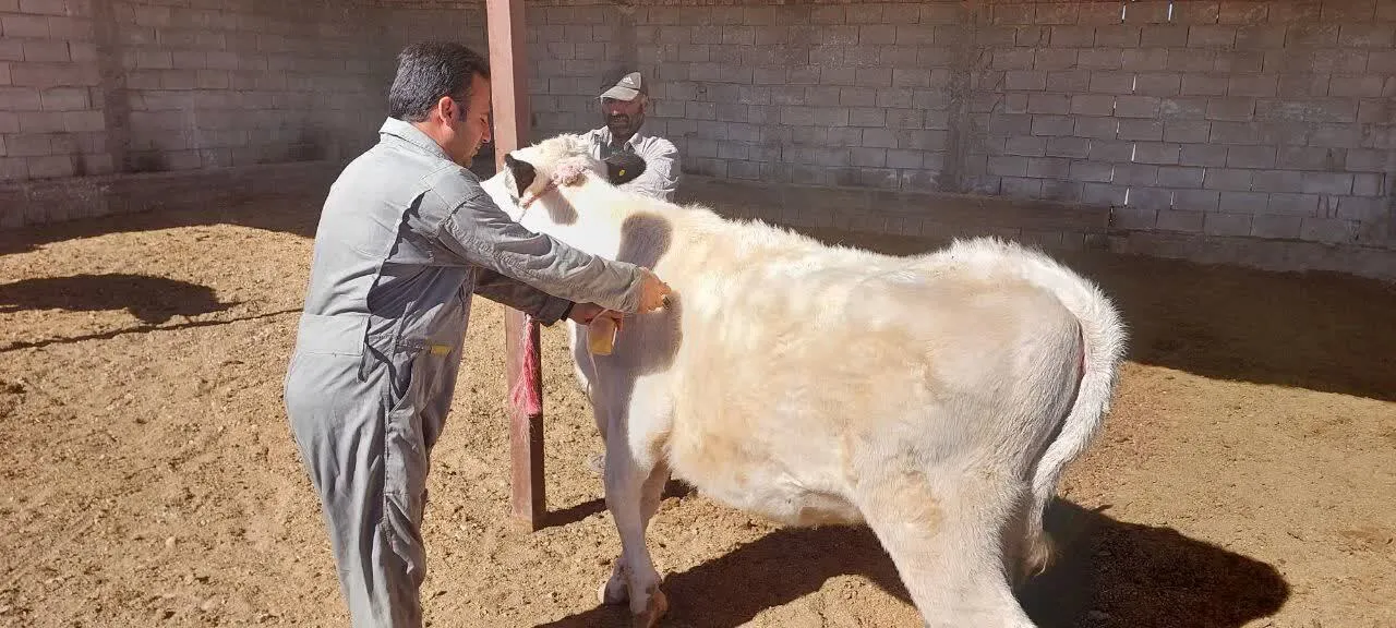 ایمن‌سازی دام‌های سبک و سنگین علیه تب برفکی در فارس