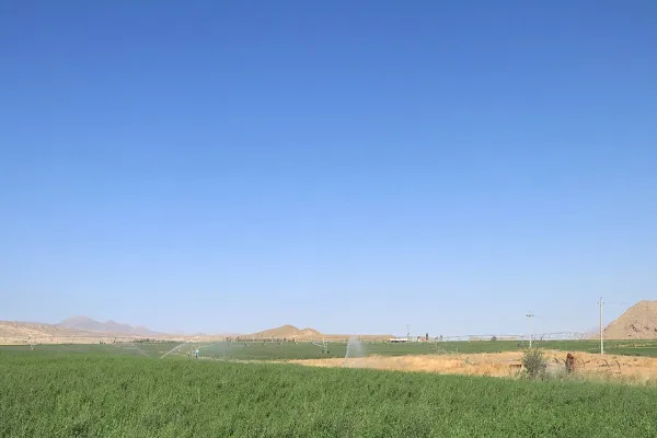 سالانه ۲۳ هزار تن یونجه در خاش تولید می‌شود