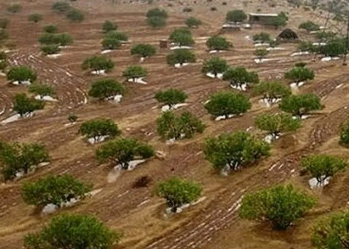 ۱۷ هزار هکتار از اراضی استان ایلام جنگل کاری می‌شود