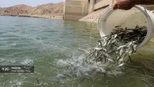 نبض زندگی دوباره در هورالعظیم؛ رهاسازی میلیون&zwnj;ها بچه&zwnj;ماهی بومی