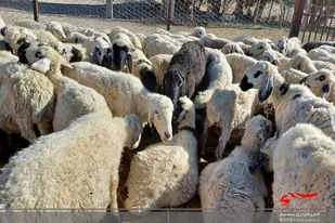شهرستان خاش قطب دامپروری سیستان و بلوچستان