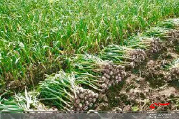 ۳۵ هکتار از مزارع مهرستان به کشت سیر اختصاص یافت