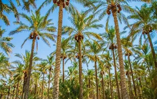 ۱۱۶ هزار تن محصول نخیلات استان بوشهر برداشت شد