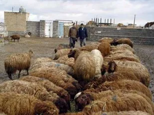 دومین مرحله سیدرگذاری دام سبک در الموت شرقی