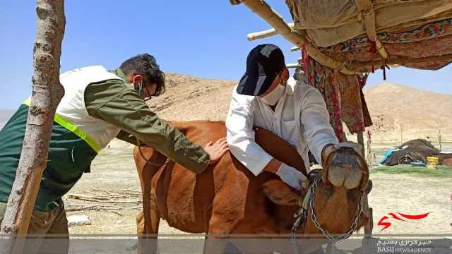 واکسیناسیون دام و طیور در منطقه عشایری چغاخور